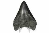 Fossil Megalodon Tooth - South Carolina #172249-2